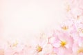 Spring blossom or summer blossoming pink rose flowers Royalty Free Stock Photo