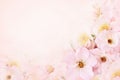 Spring blossom or summer blossoming rose rosehip, flower background, pastel and soft floral card Royalty Free Stock Photo