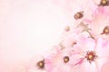 Spring blossom or summer blossoming rose rosehip, toned, bokeh flower background, pastel and soft floral card