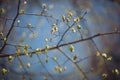 Spring blossom sunny happy day. leaves blossom in the trees. spring branches. Royalty Free Stock Photo