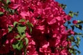 Spring blossom tenderness. Bright flowers of cherry plum tree on background of blue sky. pink color contrast Royalty Free Stock Photo