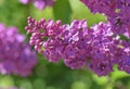 Lilac cluster at sunlight