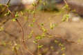 Spring blossom tree: branch of a blossoming tree on garden background. Photo in sunlight. Front view of green leaveson Royalty Free Stock Photo