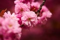 Spring Blossom Tree With Branch With Pink Flowers