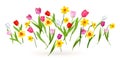 Spring blossom tulips and daffodils Royalty Free Stock Photo