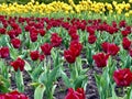 Spring Blossom Tulips in the Garden.