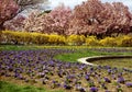 Washington spring blossom 1999