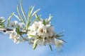 Spring blossom of the weeping silver pear tree, white flowers of willow-leafed pear, pyrus salicifolia pendula, blue sky Royalty Free Stock Photo