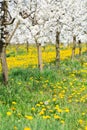Spring blossom in white and yellow flower orchard and green grassland as season agriculture Royalty Free Stock Photo