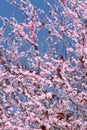 Spring blossomed cherry tree on a blue background Royalty Free Stock Photo