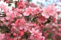 Spring blossoming apple tree branch in pink colors.