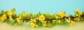 Spring blossoming barberry branch Royalty Free Stock Photo