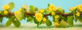 Spring blossoming barberry branch Royalty Free Stock Photo