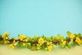 Spring blossoming barberry branch Royalty Free Stock Photo