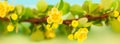 Spring blossoming barberry branch Royalty Free Stock Photo