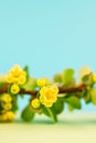 Spring blossoming barberry branch Royalty Free Stock Photo