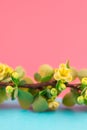 Spring blossoming barberry branch Royalty Free Stock Photo