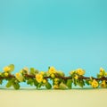 Spring blossoming barberry branch Royalty Free Stock Photo