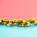 Spring blossoming barberry branch Royalty Free Stock Photo