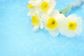 Spring blossoming daffodils posy, springtime blooming narcissus jonquil flowers