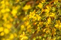 Spring blossoming forsythia with soft focus and blurry. Nature wallpaper blurry background with florets in springtime. Royalty Free Stock Photo