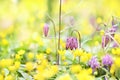 Spring blossoming fritillaria meleagris flowers on green meadow, springtime pink and yellow flower background