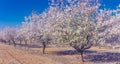 Spring blossoming garden