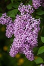 Spring blossoming lilac Royalty Free Stock Photo