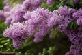 Spring blossoming lilac Royalty Free Stock Photo