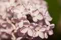 Spring blossoming lilac at park Royalty Free Stock Photo
