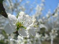 Spring blossoming of plum tree