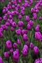Spring blossoming purple tulips on field, bokeh flower background. PurpleTulip Field in Full Bloom.