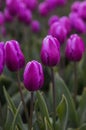 Spring blossoming purple tulips on field, bokeh flower background. PurpleTulip Field in Full Bloom.