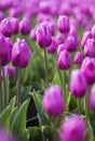 Spring blossoming purple tulips on field, bokeh flower background. PurpleTulip Field in Full Bloom.