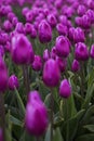 Spring blossoming purple tulips on field, bokeh flower background. PurpleTulip Field in Full Bloom.