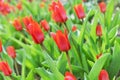 Spring blossoming red tulips, springtime flowers on green meadow background