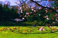 Spring Blossoming of a Sakura