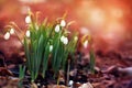 Spring blossoming snowbell, springtime snowdrops blooming flowers Royalty Free Stock Photo