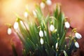 Spring blossoming snowbell, springtime snowdrops blooming flowers Royalty Free Stock Photo