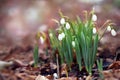 Spring blossoming snowbell, springtime snowdrops blooming Royalty Free Stock Photo