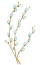 Spring blossoming tree branch. Drawn willow branch on a white background. Isolated watercolor illustration. Handmade. Royalty Free Stock Photo