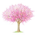 Spring blossoming tree isolated on white.