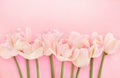 Spring blossoming tulips, pink flower background