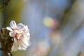 Spring blossoming white pink cherry tree background Royalty Free Stock Photo