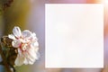 Spring blossoming white pink cherry tree background Royalty Free Stock Photo