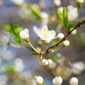 Spring blossoming white spring flowers