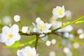 Spring blossoming white spring flowers Royalty Free Stock Photo