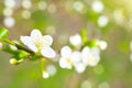 Spring blossoming white spring flowers