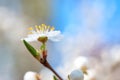 Spring blossoming white spring flowers