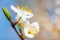 Spring blossoming white spring flowers